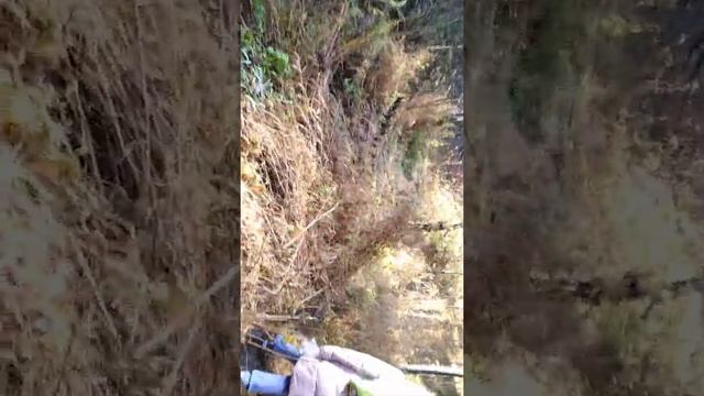 Прогулка ,белочки ,восхождение смотреть онлайн