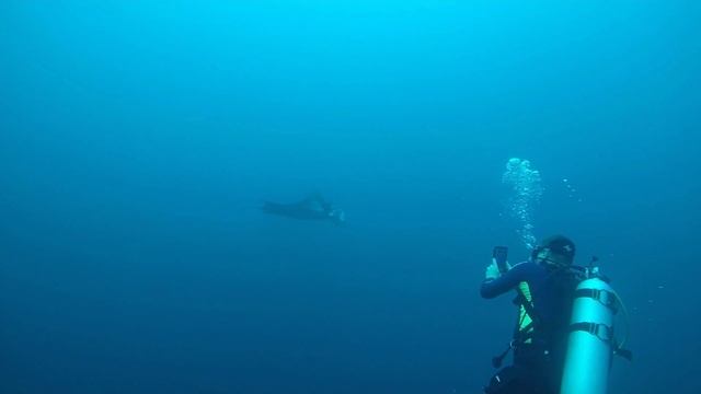 Дайвинг с мантами Мальдивы остров Тодду апрель 2025 смотреть онлайн