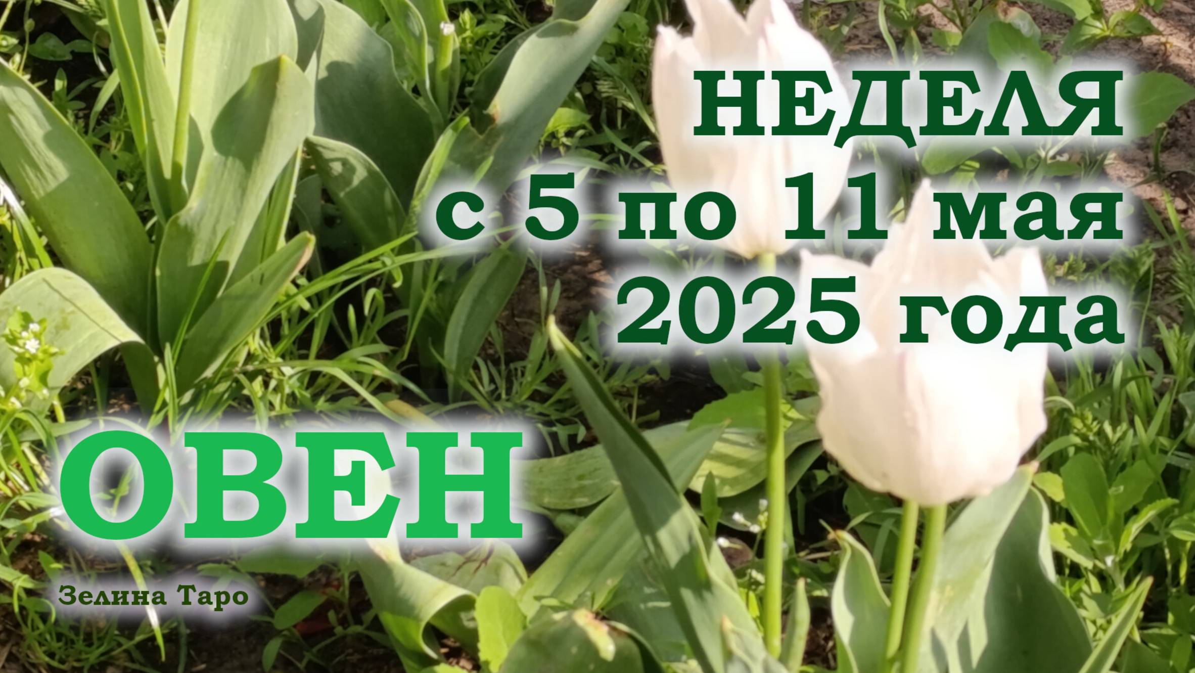 ОВЕН | ТАРО прогноз на неделю с 5 по 11 мая 2025 года