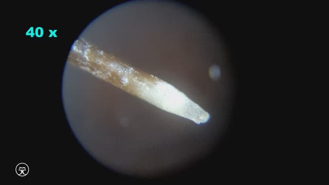 Кошачий 🐈 волос под микроскопом 🔬 4K смотреть онлайн