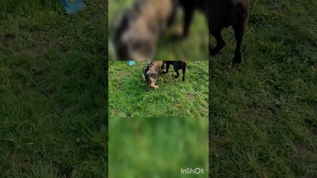 адаптация собаки смотреть онлайн