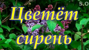 Сергей Одинцов - Цветёт сирень