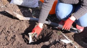 Посадка роз весной в открытый грунт: пошаговая инструкция для пышного цветения