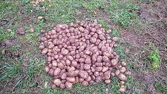 Остатки роскоши, игривая лошадка и мой эксперимент с видео редактором смотреть онлайн