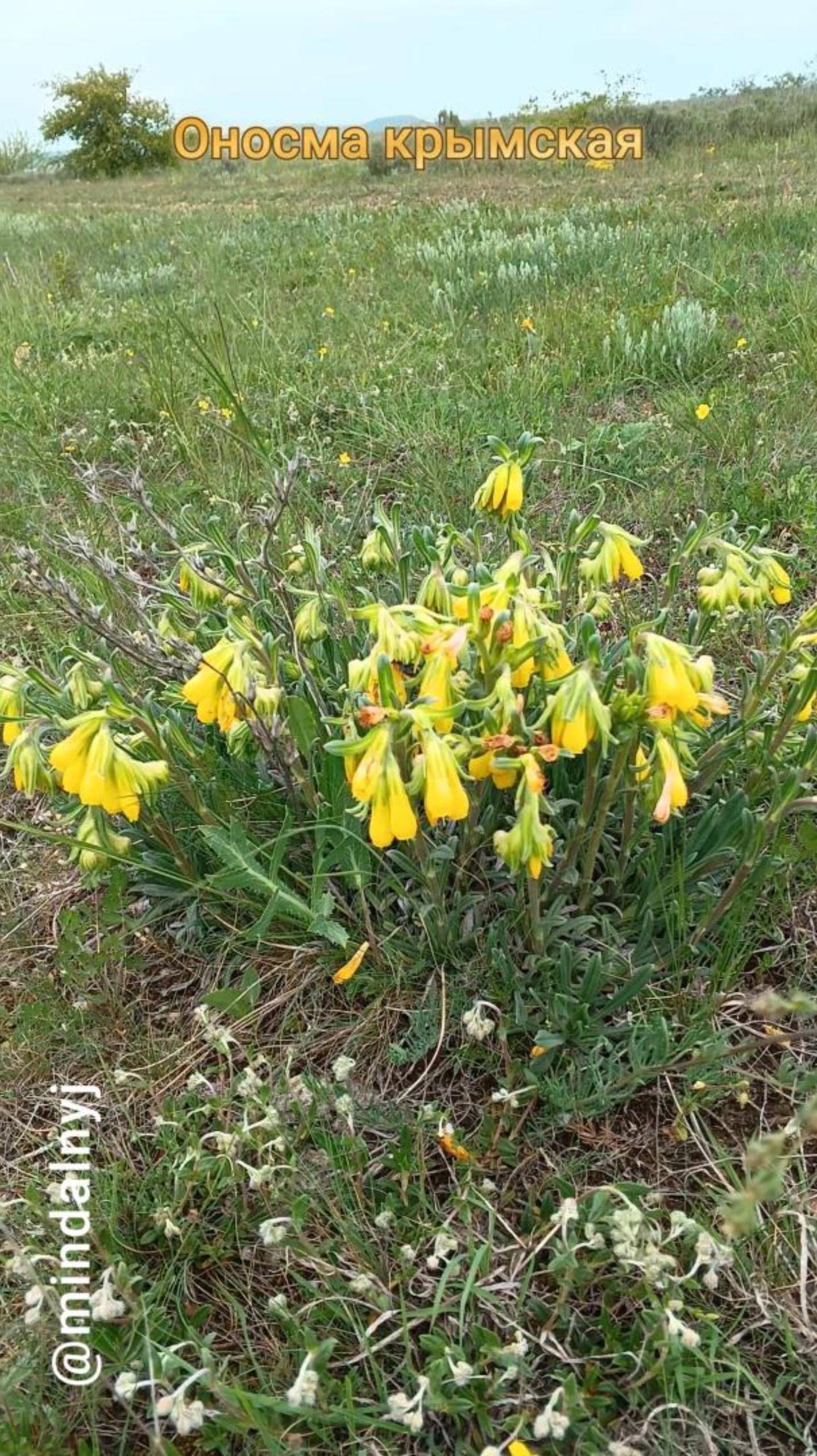 Оносма крымская смотреть онлайн