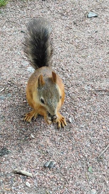 Белочка смотреть онлайн