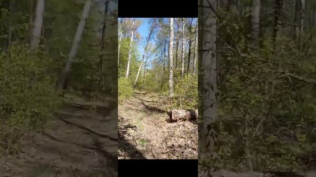 Спрей от клещей Прошка домовой выручает смотреть онлайн