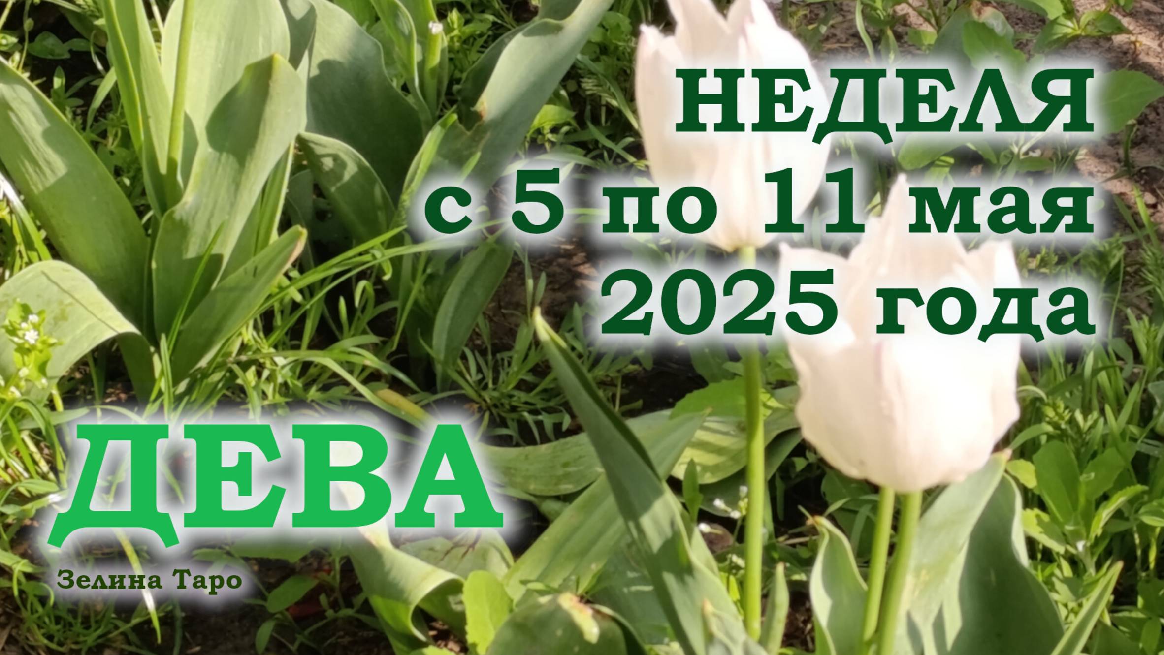 ДЕВА | ТАРО прогноз на неделю с 5 по 11 мая 2025 года