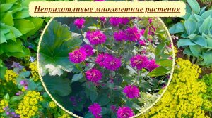 Многолетние травянистые растения для сада малого ухода. Часть 2.