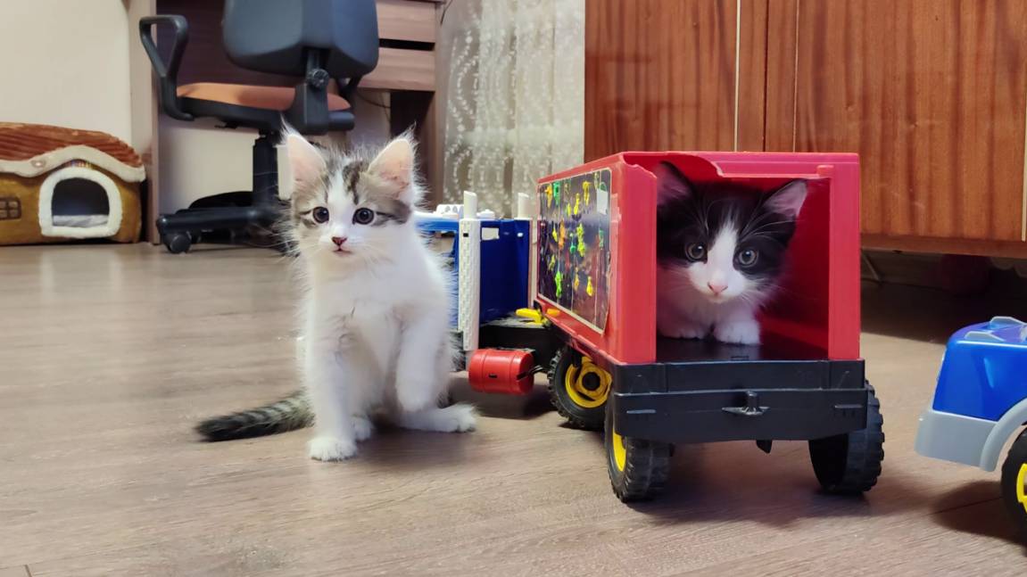 Котенок, вылезай из машины. Милая кошачья семейка. смотреть онлайн