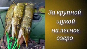 За крупной щукой на лесное озеро
