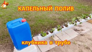 Как сделать капельный полив для клубники в трубах 🍓 пошагово