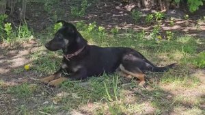 На хуторе посреди леса сделал капельный полив. Шашлык из огромного толстолоба. Деревенская жизнь