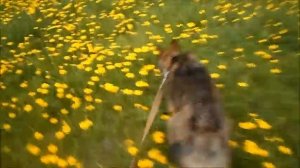 Собачья жизнь. №1.