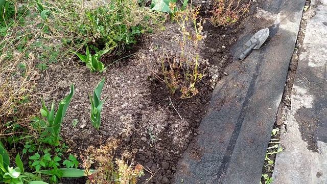 Вера. Ленинградская область