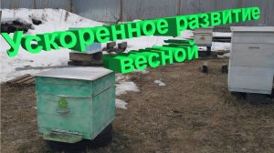 Ускоренное Развитие Пчел Весной – Советы Профессора Кашковского