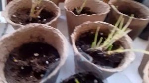 Как просто вырастить картофель из ростков. Часть первая.