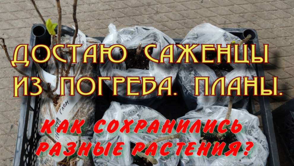 Достала саженцы из погреба. Что как перезимовало? смотреть онлайн