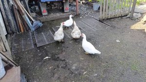 04-05-2025 Жизнь в деревне 🏡.