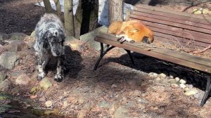 Лиса-Алиса. Разговор лисы с собаками на скамейке