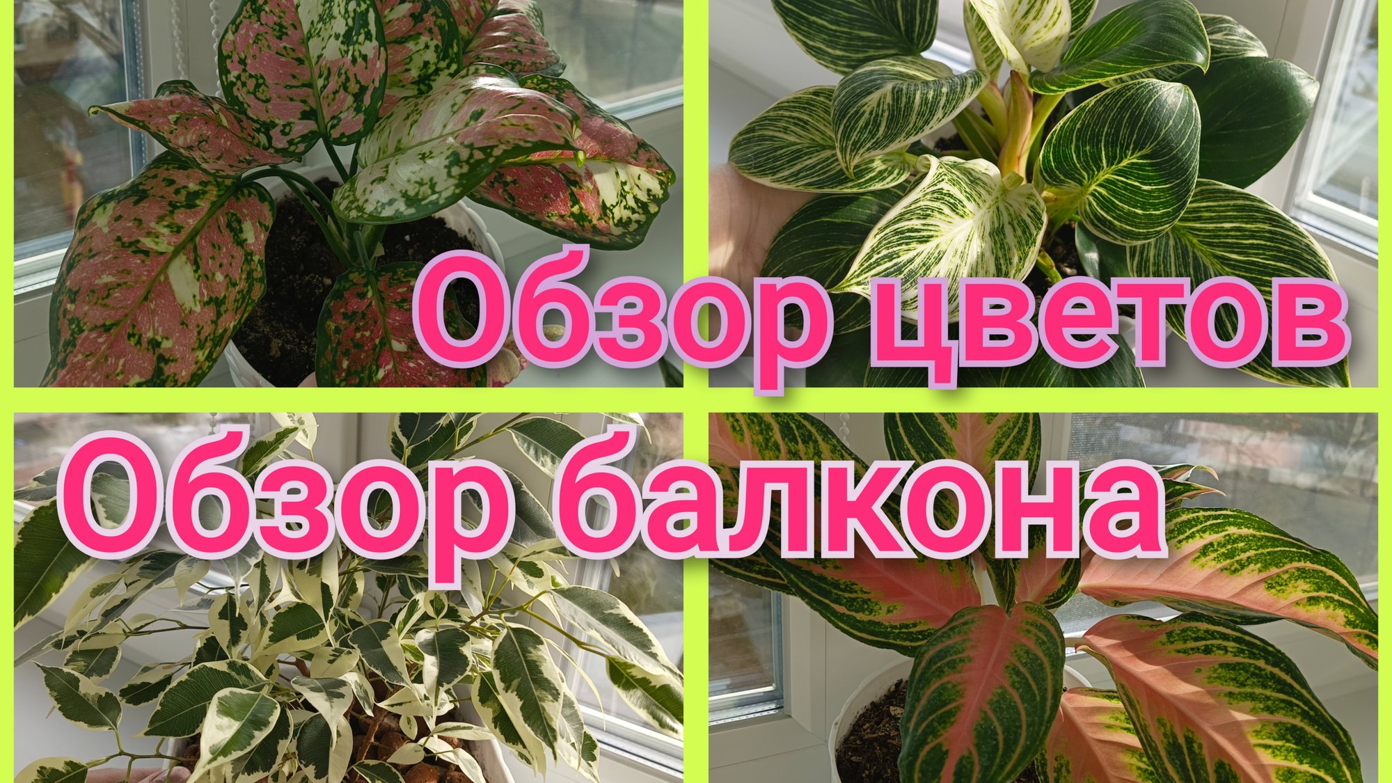 Обзор цветов 🌿балкона/Работы ещё много! смотреть онлайн