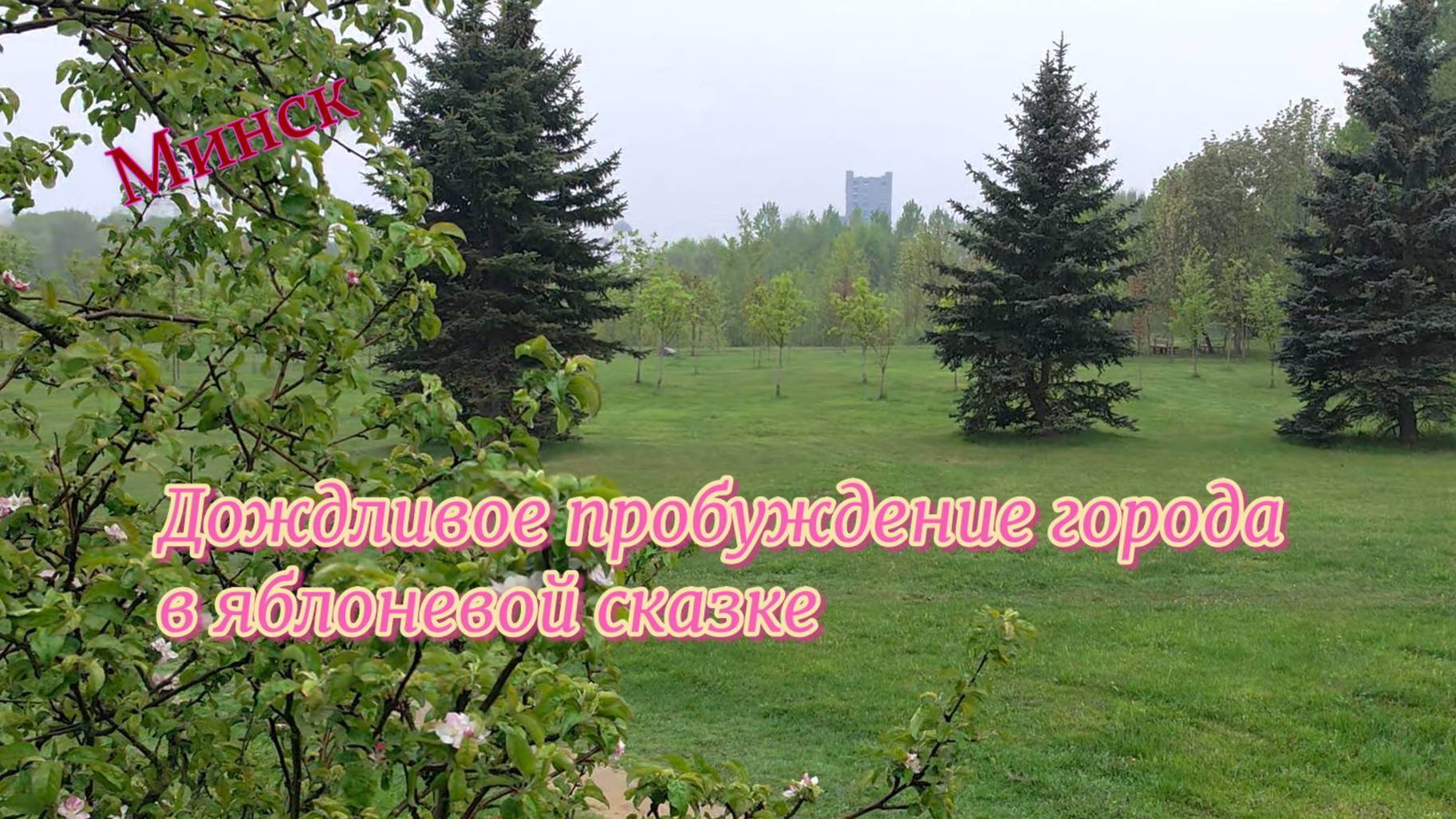 Минск. Дождливое пробуждение города в яблоневой сказке смотреть онлайн