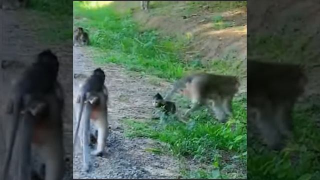 Baby Monkey в ожидании возвращения ... 1000003184.mp4 смотреть онлайн