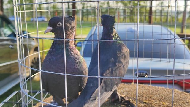 4.05.2025г Ярмарка Усть-Лаба ч.2 смотреть онлайн