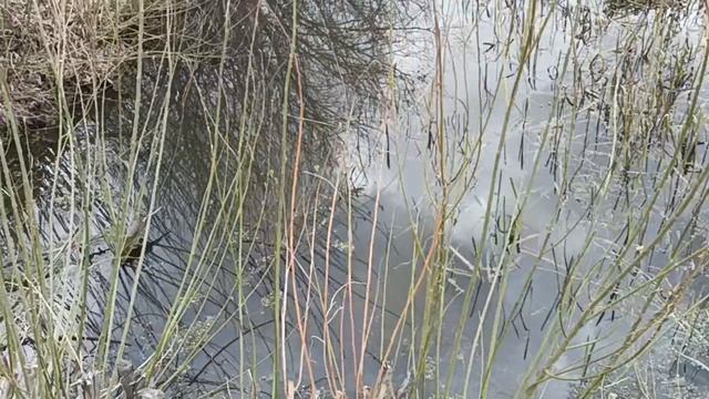 1мая, мои медоносы. смотреть онлайн