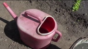 Подкормка клубники весной