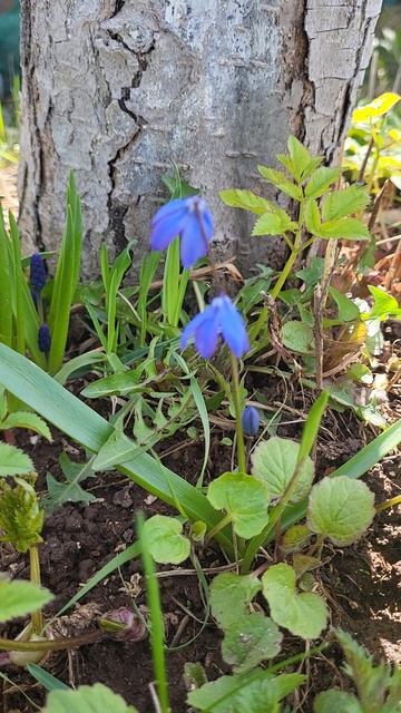 Весенние цветы смотреть онлайн