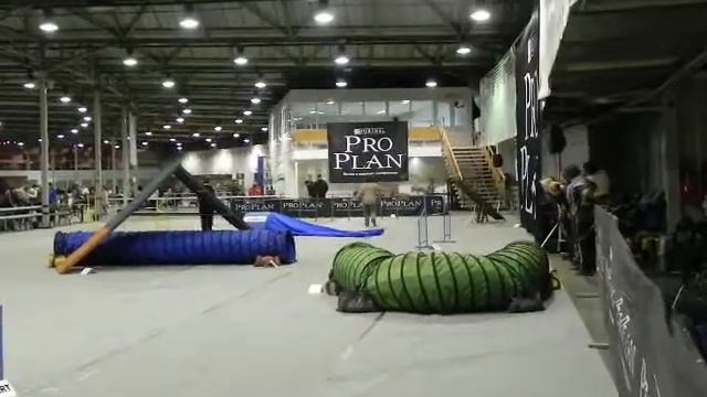 Туманова Скиппи аджилити кубокмэра 2011 смотреть онлайн