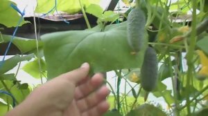 ОБЗОР НА ОГУРЕЦ ИЗУМРУДНАЯ РОССЫПЬ ОТ ФИРМЫ ПОИСК