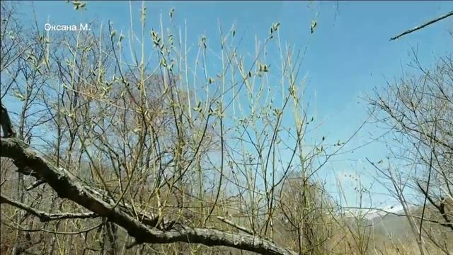 За вербой и на шашлыки.mp4