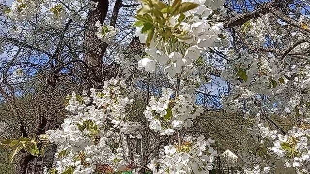 Весенние зарисовки