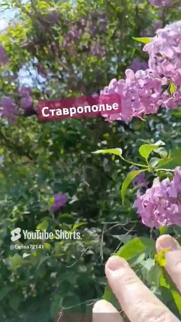 Ставрополье сегодня, 04 мая 2025 года