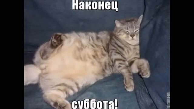 Коты картинки приколы смотреть онлайн