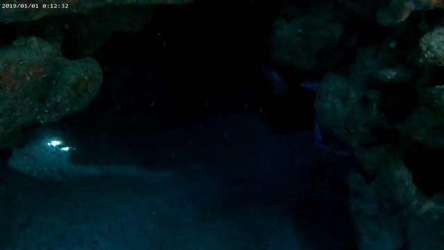 Дайвинг Шарм Эль Шейх риф отеля Island View смотреть онлайн