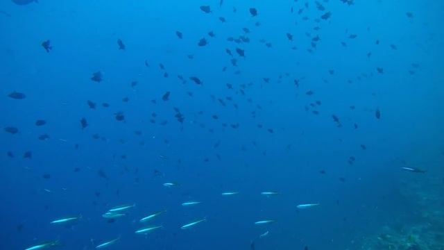 Дайвинг на острове Расду Мальдивы смотреть онлайн