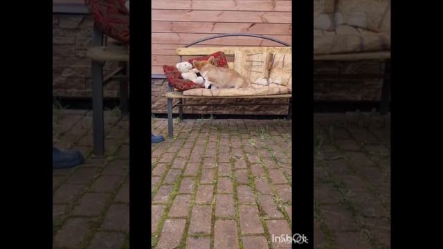 Мальчик с хвостиком Вельш Корги Пемброк