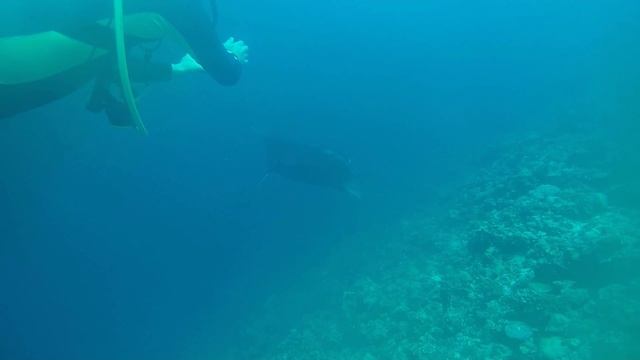 Дайвинг с мантами на о. Тодду Мальдивы апрель 2025 смотреть онлайн