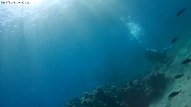 Дайвинг, Египет Шарм Эль Шейх, бухта Шаркс Бей, дайв центр Pyramids Diving Center март 2024 смотреть онлайн