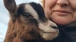 Выставка САО 🐕 Прогулка с козами 🐐