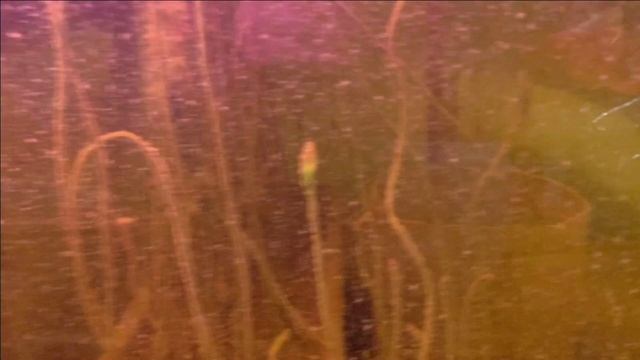 Хамский ответ на хамские комменты.Пруд в гараже. смотреть онлайн