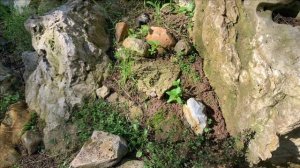 Альпийская горка своими руками.Год спустя.