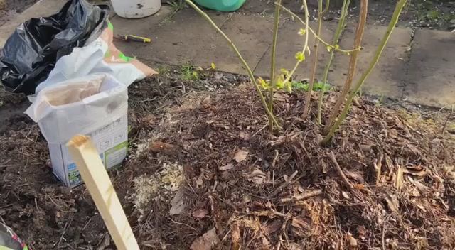 Голубика. Укоренение. Торо