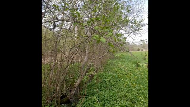 Майская природа.mp4 смотреть онлайн