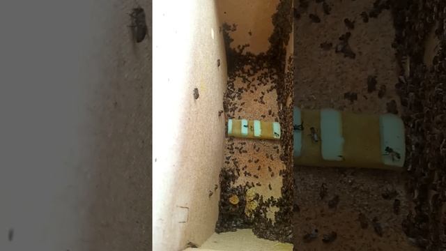 Пчелопакеты 