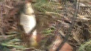 Рыбалка Ловля карпа, карася на три разные снасти. My fishing