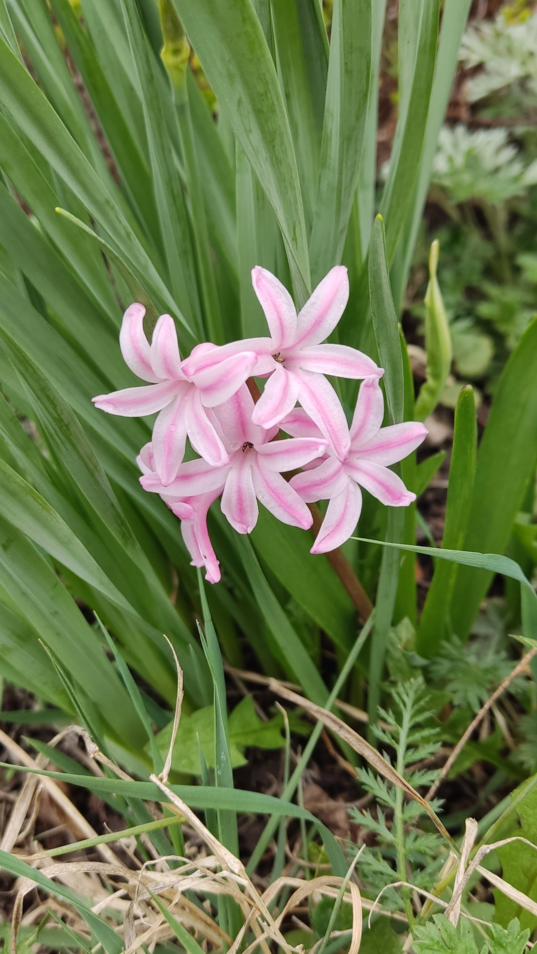 Первые цветы в саду